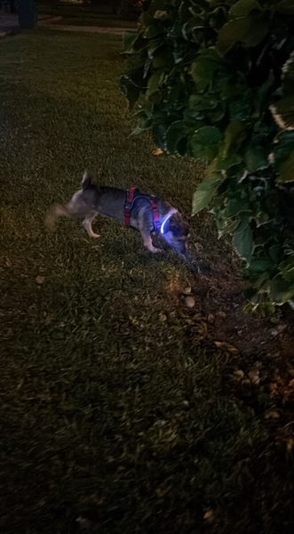 Cookie con su collar LED Kuna